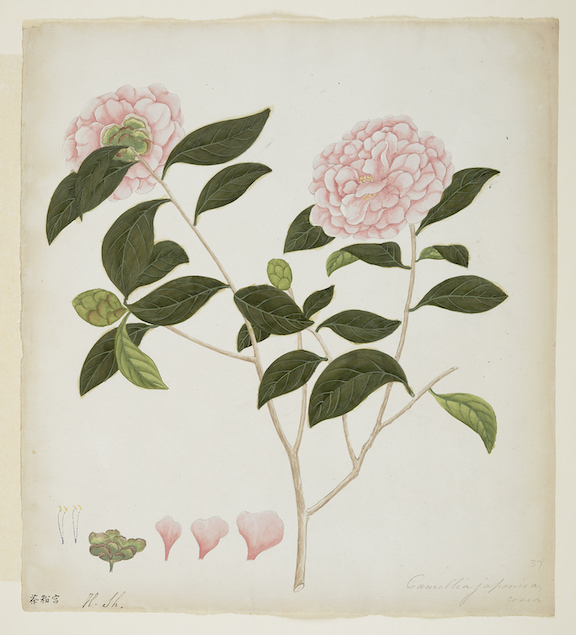 Pale pink Japanese camellia (Camellia japonica) by an unknown Chinese artist, c.1800. British Library, NHD 52/37.